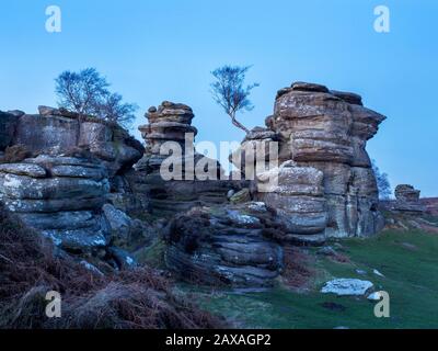 Rocce di Gristone e lone albero in crepuscolo a Brimham Rocks Brimham Moor Nidderdale AONB North Yorkshire Inghilterra Foto Stock