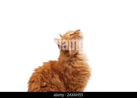 muso adulto grande birichino zenzero rosso gatto domestico si siede lateralmente isolato su uno sfondo bianco, animale sollevato la testa Foto Stock