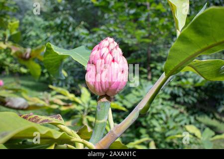 Magnolia albero dopo fiore su foglie verdi Foto Stock