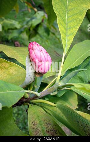 Magnolia albero dopo fiore su foglie verdi Foto Stock