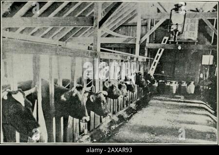 Il Journal of the Department of Agriculture, Victoria. FIG. 22. Lo ago., 1912.] L'Eziologia delle Malattie Contagiose. 499 poi ci sono una serie di malattie che, pur causando gravi danni, sono prodotte da un organismo così piccolo che non può essere visto tranne in. FIG. 2j[. Mucche AFFHCTED CON IL PIEDE E LA malattia DI TH DI MOL. Masse di coltura. Un esempio è visto in piede e bocca di.sease in Cattle&lt;^Fig. 24). In 188.^ 500.000 animali sono stati colpiti in Gran Bretagna ; in Foto Stock