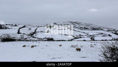 Finnis, County Down, Nord, Irlanda. 11th Feb, 2020. Tempo nel Regno Unito: Forti accumuli di neve su terreni alti alle colline di Dromara nella contea Giù. Con le docce pesanti che soffiano attraverso più seguirà durante la notte e in domani prima che le temperature aumentino di nuovo. Credito: David Hunter/Alamy Live News Foto Stock