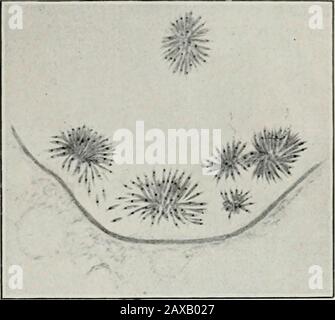 Il Journal of the Department of Agriculture, Victoria. FIG. 10. HIPPOBOSEARUFIPES. Un trasmettitore di Trypauo-somes. FIG. 1 I . Parasite.S NELLA PULCE di GUTOF DEL HIND. Considerazione sul punto di un ago fine (figura) previouslyheated per distruggere la vita su esso. Questo viene introdotto spenseullv nella provetta e la superficie della gelatina leggermente toccata (figura). La provetta viene quindi tappata con lana di cotone per evitare l'ingresso di aria impura. Foto Stock