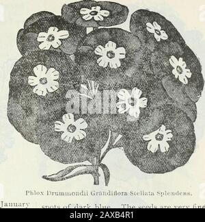 Catalogo dei semi di Steckler e manuale del giardino per gli stati del sud : 1902 . ehwhat in leaves theSweet William. Uno e un alffeet alto. Da dicembre ad aprile. Salvia Splendens. ScarletSalvia o Sage Fioritura Rossa. Apot o pianta verde-casa, butwhich può essere cresciuto come un annuale, come fiori liberamente dal seme thefirst anno. Da due a tre piedi di altezza.Febbraio fino ad aprile. Silene Ameria. Lobels Prendere-volare. Una pianta fioritura libera di easyculture; fiori quasi ovunque; rosso e bianco. Uno e un alffeet alto. Tagete erecta. Orotall africano in crescita Marigold. Veryshowy annuali per i confini, con flo giallo brillante Foto Stock