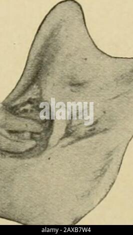 Anatomia applicata e chirurgia orale per gli studenti dentali . -^ Foto Stock