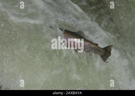 Salmone saltando su scala di pesce Foto Stock