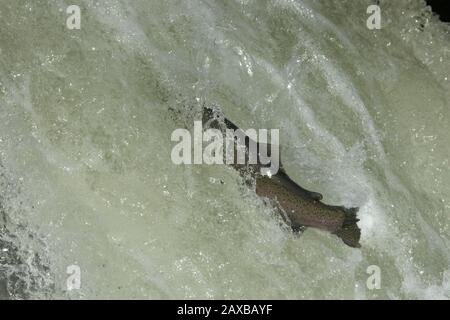 Salmone saltando su scala di pesce Foto Stock