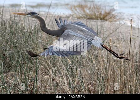 Great Blue Heron nel fiume Foto Stock