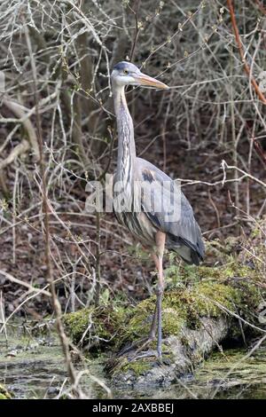Great Blue Heron nel fiume Foto Stock