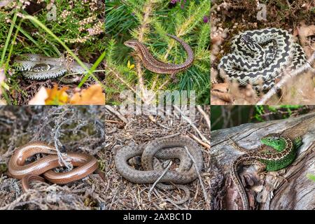 Immagine composita delle sei specie di rettili inglesi (rettili britannici) nel loro habitat naturale Foto Stock