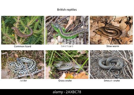 Immagine composita delle sei specie di rettili inglesi (rettili britannici) nel loro habitat naturale Foto Stock