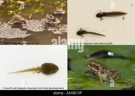 Ciclo di vita della rana comune (Rana temoraria), che mostra le fasi di metamorfosi da rana uova a tadpoli, sviluppo gambe e froglet Foto Stock