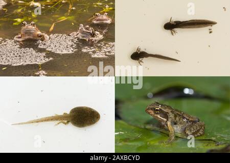 Ciclo di vita della rana comune (Rana temoraria), che mostra le fasi di metamorfosi da rana uova a tadpoli, sviluppo gambe e froglet Foto Stock