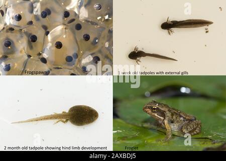 Ciclo di vita della rana comune (Rana temoraria), che mostra le fasi di metamorfosi da rana uova a tadpoli, sviluppo gambe e froglet Foto Stock