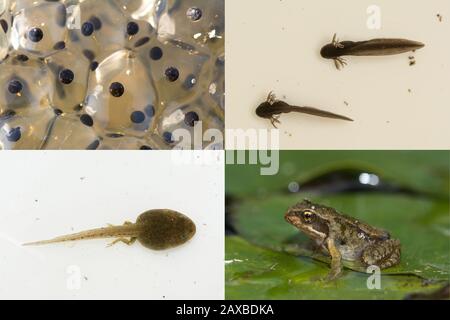 Ciclo di vita della rana comune (Rana temoraria), che mostra le fasi di metamorfosi da rana uova a tadpoli, sviluppo gambe e froglet Foto Stock