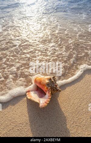 Conch shell lavato a riva sulla spiaggia, Grand Cayman Island Foto Stock