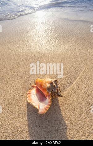 Conch shell lavato a riva sulla spiaggia, Grand Cayman Island Foto Stock