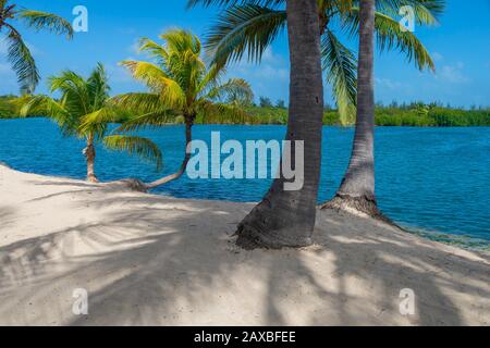 Palme e ombre su una spiaggia di sabbia perfetta a bordo di acque calme Foto Stock