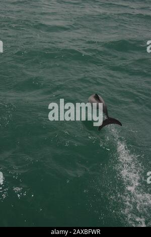 Delfini Di Hector Nel Porto Di Akaroa, Nuova Zelanda Foto Stock