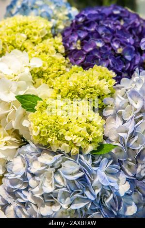 I fiori multicolori di hydrangea sono blu, bianco, verde, blu e viola in un enorme bouquet. Sfondo floreale di fiori. Foto Stock