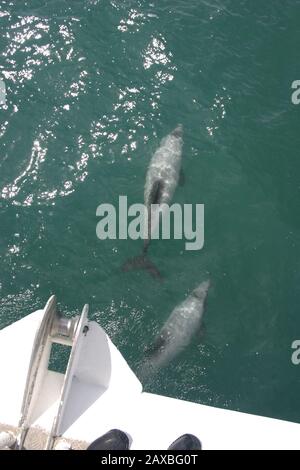 Delfini Di Hector Nel Porto Di Akaroa, Nuova Zelanda Foto Stock