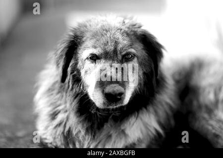 Vecchia età abbandonato strada randagio cane. Primo piano. Animali nel concetto di bisogno. Foto in bianco e nero Foto Stock