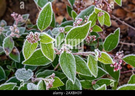 Foglie smerigliate Foto Stock