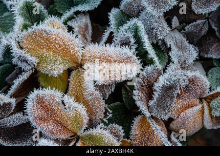 Foglie smerigliate Foto Stock