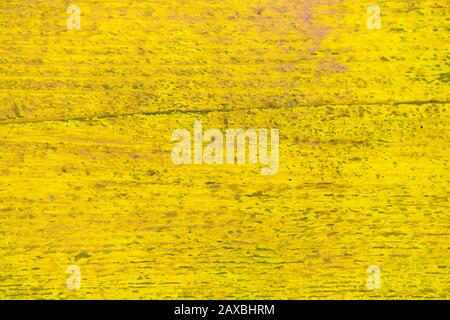 Recinzione in legno di merda dipinta in giallo. Texture, sfondo. Primo piano. Foto Stock