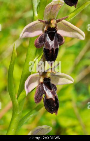 Bee Fly Hybrid Orchid, piccolo orso come l'apparenza,calcio ricco suolo, fiori giugno, Foto Stock