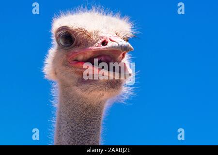 Primo piano di struzzo testa con il suo becco aperto - Oudtshoorn, provincia del Capo Occidentale, Sud Africa Foto Stock