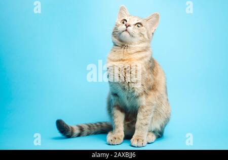 Grigio tabby Cat su sfondo blu. Ritratto animale. Animali Domestici. Inserire il testo. Spazio di copia. Foto Stock