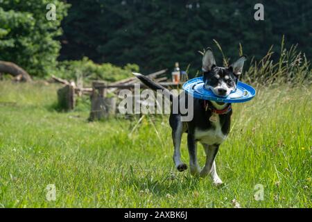 Cane giovanile di razza mista di Husky siberiano sul prato, giocando, correndo. Foto Stock