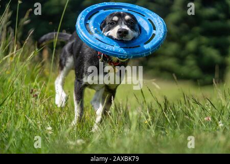 Cane giovanile di razza mista di Husky siberiano sul prato, giocando, correndo. Foto Stock