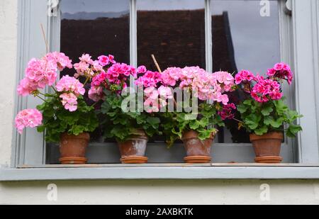 pentole di gerani rosa sul davanzale Foto Stock