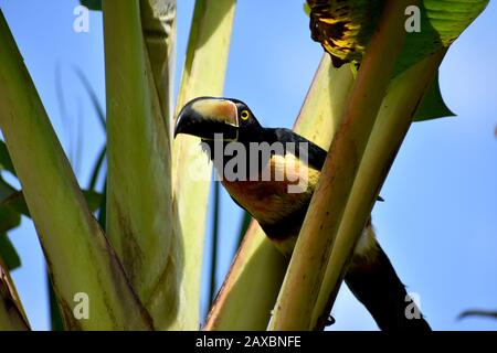 Un aracari collato visto nel Parco Nazionale del Vulcano Tenorio, Costa Rica Foto Stock