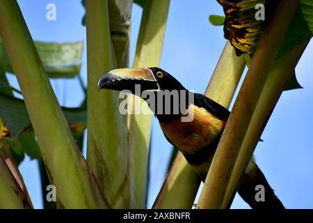 Un aracari collato visto nel Parco Nazionale del Vulcano Tenorio, Costa Rica Foto Stock