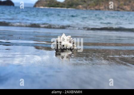 Un Gasteropod Shell avvistato durante lo snorkeling a Nacascolo, Costa Rica Foto Stock