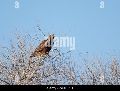 Falco munito rosso Foto Stock