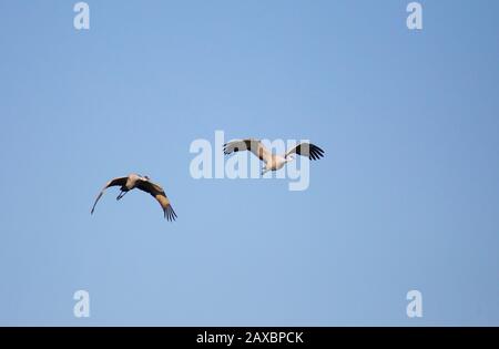 Due gru Sandhill in volo Foto Stock