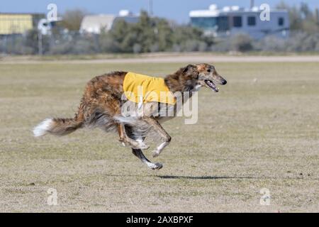 Borzoi russo a caccia di un richiamo su un corso con quattro zampe fuori dal suolo Foto Stock