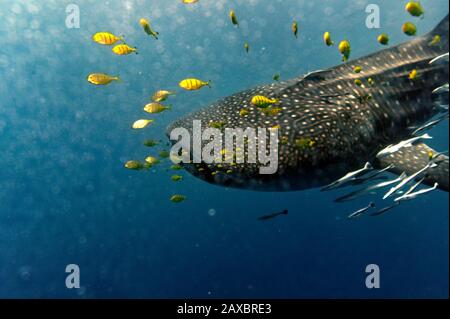 Squalo balena (Rhincodon typus) con giallo pesce pilota Foto Stock