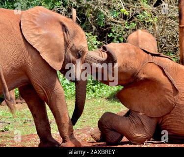 Due bambini orfani elefante giocare insieme. (Loxodonta africana) Foto Stock