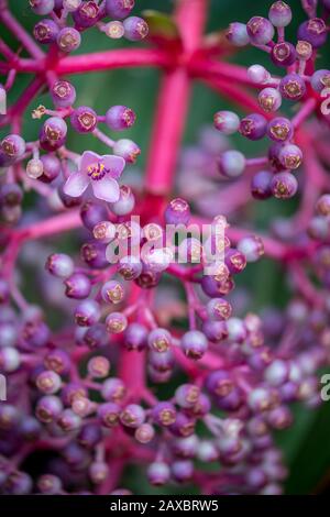 Una vibrante foto di closeup di una medinilla rosa brillante (medinilla magnifica) Foto Stock