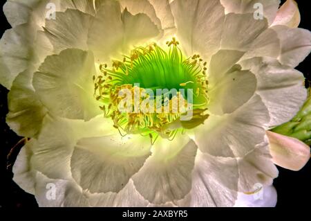 Il grande fiore bianco della notte fiorendo Trichocereus Spachianus Cactus, conosciuto anche come la torcia d'oro e la Colonna d'oro Cactus. Questo è un l Foto Stock