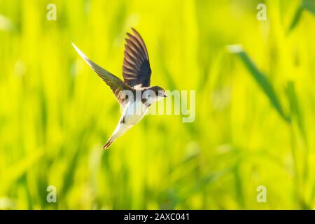 Sand martin Riparia Riparia, noto anche come banca swallow in volo, la costruzione di un nido Foto Stock