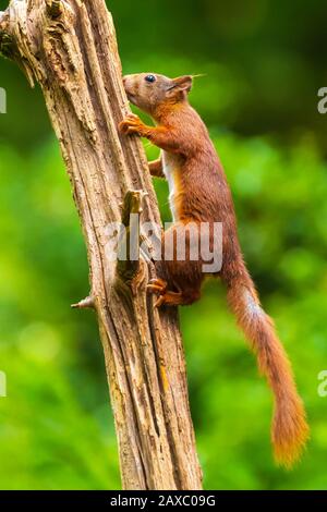 Primo piano di una Eurasian scoiattolo rosso Sciurus vulgaris, camminare, correre e saltare attraverso gli alberi in una foresta sui rami. Giornata di sole luminoso e vibra Foto Stock