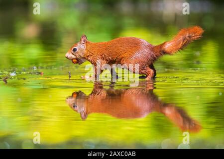 Bella Eurasian scoiattolo rosso Sciurus vulgaris, bere e foraggio in acqua con la riflessione. Foresta e la fauna, il fuoco selettivo di luce naturale del sole. Foto Stock