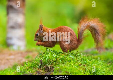 Primo piano di una Eurasian scoiattolo rosso Sciurus vulgaris, alla ricerca di cibo e mangiare i dadi in una foresta. Il fuoco selettivo di luce naturale del sole, animale selvatico. Foto Stock