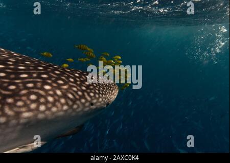 Squalo balena (Rhincodon typus) con giallo pesce pilota Foto Stock